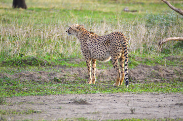 Cheetah