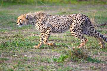 Cheetah getting ready to hunt