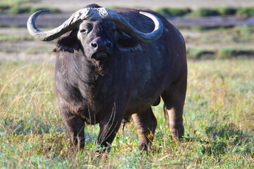 Buffalo peeing