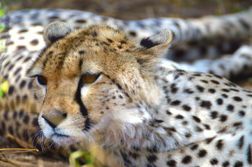 Cheetah resting