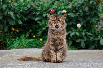 beautiful stray cat portrait looking at the camera