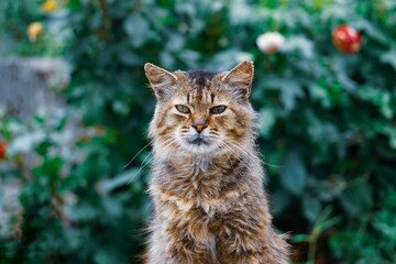 beautiful stray cat portrait looking at the camera