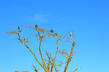 marabou storks
