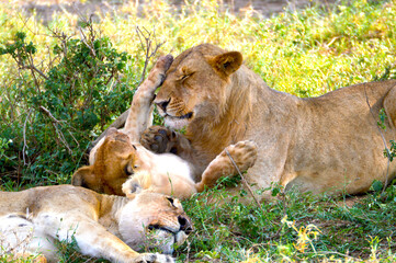 lion cub and lioness in the grass