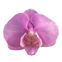 Fototapeta na wymiar orchid isolated