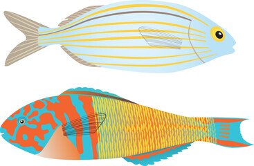 Sarpa Salpa and Thalassoma Pavo (Ornate fish). Two beautiful Mediterranean fish. Vector illustration. Isolated. - 563868111