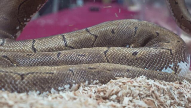 Ball python was slithering in the glass cabinet waiting to be sold. It's a popular pet in Thailand.