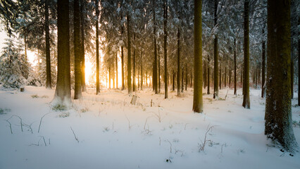 Die Sonne scheint in einen Wald mit Schnee im Winter