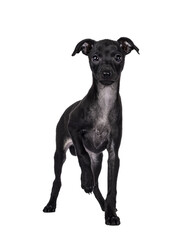 Cute Italian Greyhound aka Italian Sighthound pup, standing facing front with one paw lifted....