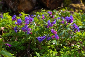 pink and blue Suffolk lungwort inflorescence, herbal medicine pagan ritual herb, mysterious meadow mood, blurred tree trunks in backlight, seasonal sunshine, spring awakening ecotourism concept