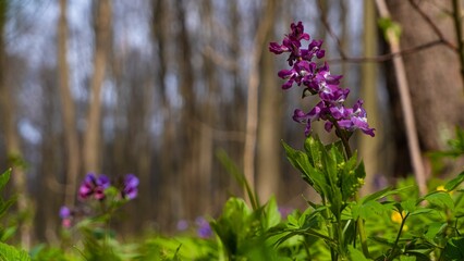 violet fumewort plants, possibly Corydalis solida, pagan ritual herb, mysterious meadow romantic mood, blurred tree trunks in background, light and shadow play, spring awakening ecotourism concept
