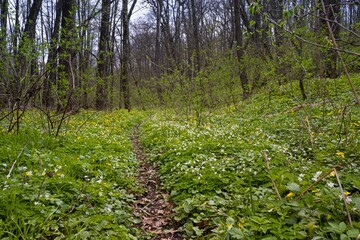 winding path hide in forest thickets, spring meadow, dirt road panorama of bicycle and hiking route, windflower dominant grassland vegetation, cloudy day, pure ecology seasonal active lifestyle rest