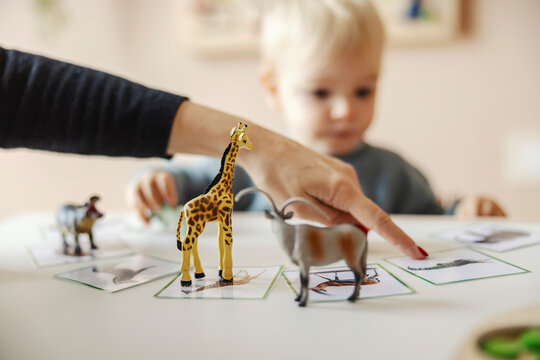 Little boy is learning animals while kindergarten teacher showing at card.