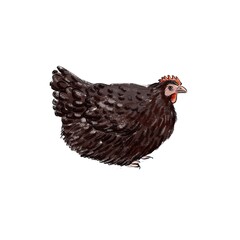 color drawing sketch of domestic chicken, hand drawn bird, isolated nature design element