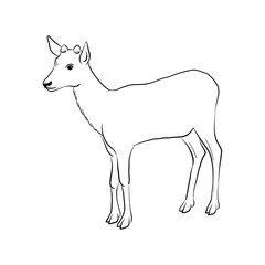 vector drawing sketch of animal, hand drawn deer , isolated nature design element