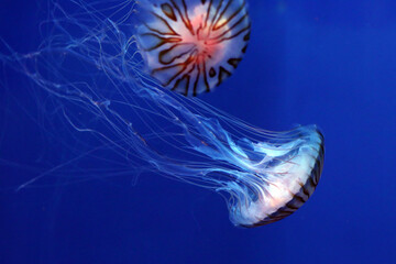 jelly fish in aquarium