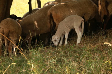 Fototapeta premium deer and calf