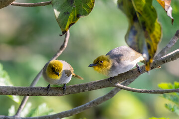 Yellow-throated bulbul (Pycnonotus xantholaemus) an endemic specie of southern India, observed in Hampi, Karnataka