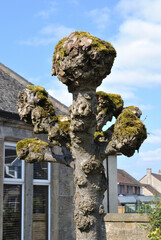 Obraz premium Close Up of Pruned Trunk of Lime Tree 