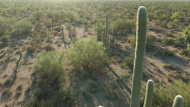 Saguaro Cactus Desert Aerial Footage From Southwest Arizona