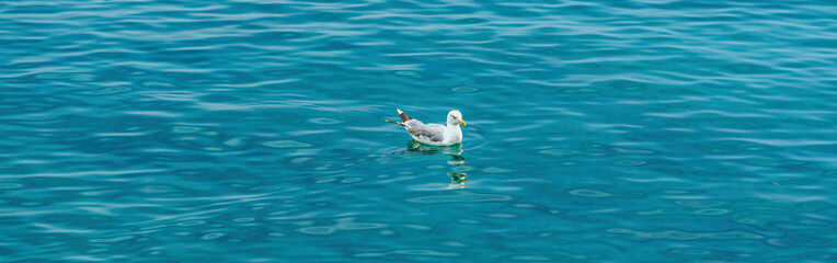 Fototapeta na wymiar European seagull floating on Adriatic sea water in Kvarner gulf