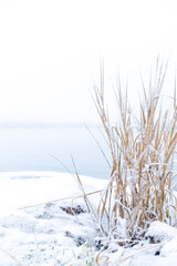 Reeds covered in snow in winter against bright white background
