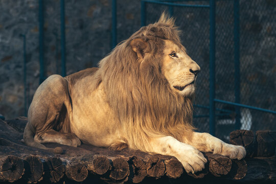 White Lion (Panthera Leo Melanochaita) In Belgrade Zoo