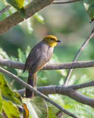 Yellow-throated bulbul (Pycnonotus xantholaemus) an endemic specie of southern India, observed in Hampi, Karnataka