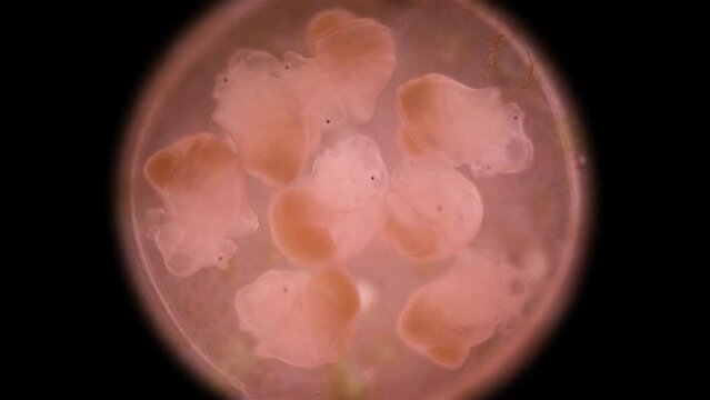 Movement of the formed larvae of the veliger Mollusca in the laid eggs under a microscope, Oenopotinae subfamily, class Gastropoda. White Sea.