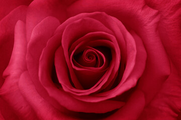 Fototapeta na wymiar Red rose flower close up for background , soft focus horizontal shape , Vivid magenta color of the year 2023. Valentines Day concept