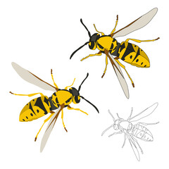 Set of yellow wasps flat with shadows and stroke for coloring