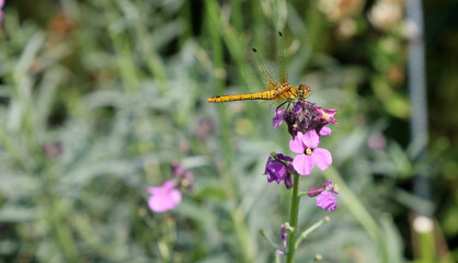 Dragonfly perched on a pink flower, Derbyshire England

