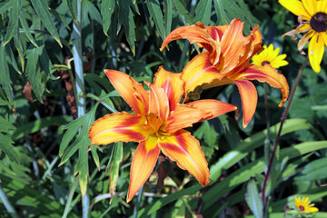 Two sunlit Orange Daylily flowers, Derbyshire England
