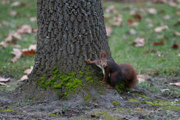 brown squirrel playing between the grass and trees
