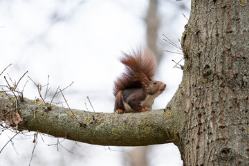 brown squirrel playing between the grass and trees