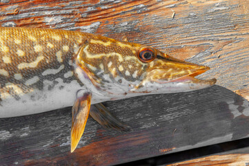 Fish on wooden boat background. Fishing on the river, a fisherman caught a fish. Fishing spinning and nets, male hobby. Commercial fishing.