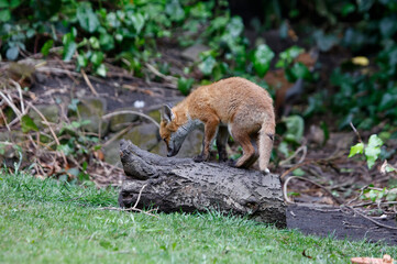Urban fox cubs exploring in the garden