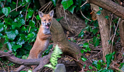 Urban fox cubs exploring in the garden