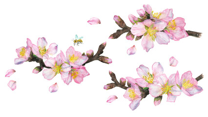 Watercolor illustration, spring set of cherry blossoms, isolate on a white background.