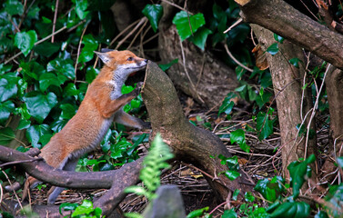 Naklejka na ściany i meble Urban fox cubs exploring in the garden