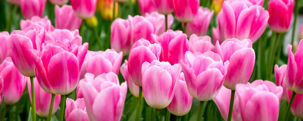 Close-up of pink tulips field flowerbed