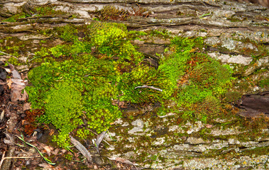 Moss on the bark of a tree. Beautiful macro background surface texture of green moss and mushrooms in the forest.