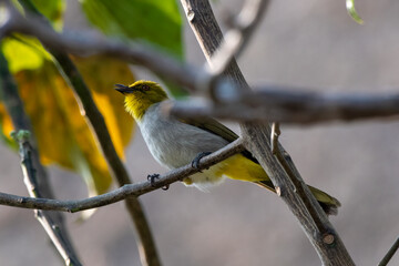 Yellow-throated bulbul (Pycnonotus xantholaemus) an endemic specie of southern India, observed in Hampi, Karnataka