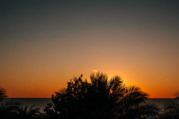 Tropical paradise background. Coconut palm tree silhouettes at dawn. Panoramic view. 