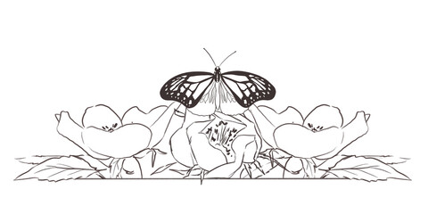 Floral line art border with insects and flowers