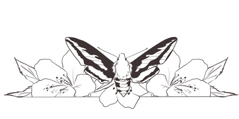 Fototapeta na wymiar Floral line art border with insects and flowers