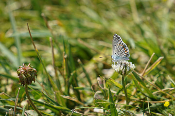 Butterfly stands on a flower