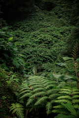 forest background, nature, leafs and bushes High quality photo