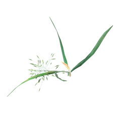 wild field grass, top view, isolated on a transparent background, 3D illustration, cg render