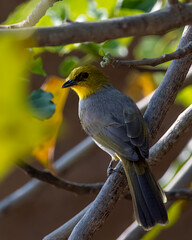 Yellow-throated bulbul (Pycnonotus xantholaemus) an endemic specie of southern India, observed in Hampi, Karnataka